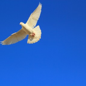 太阳新城的鸽子