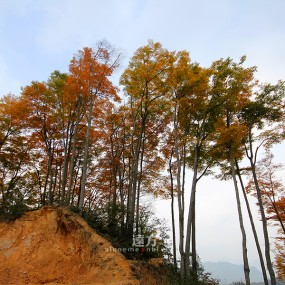 万花都落尽 一树红叶烧