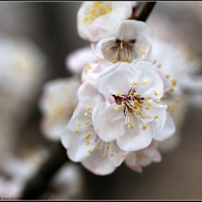 天气依然灰黄，杏花已悄人开放。百微匆匆拍了几张