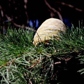 莲湖公园雪松开花