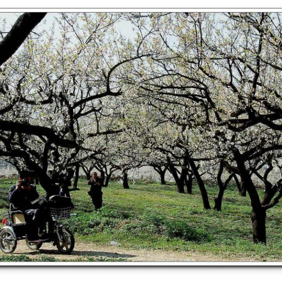 又是一年杏花开