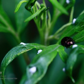 虫虫的故事-小憩