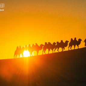 行摄额济纳之沙漠驼影