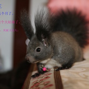 我家小丢丢的成长史，《小松鼠》
