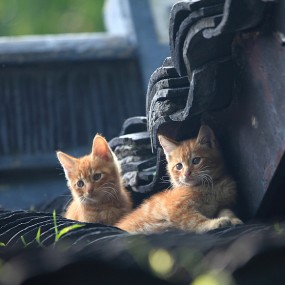 西子湖畔小猫一组