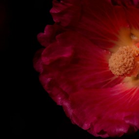 盛开时香风流韵----蜀葵