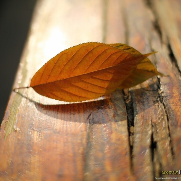 【雁塔秋韵】-风光篇