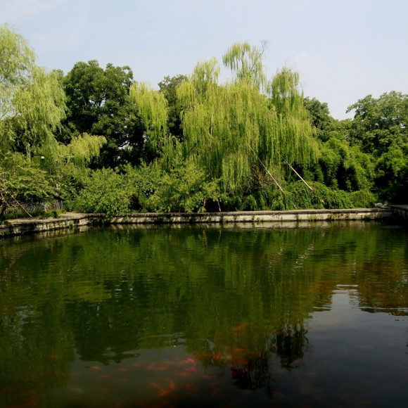 花港观鱼之绿影