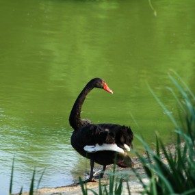 一只黑天鹅