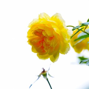 行摄台湾1838KM——『士林缤纷』～～～～～～～～