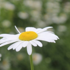 #福地楼观#曲江玫瑰庄园，绽放着美丽的邂逅