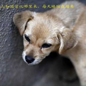 今天，秋天的落叶和一条可怜的流浪狗