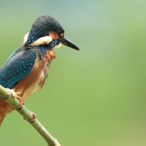 小翠、翡翠和鹪莺 近距离特写
