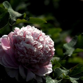 长焦试拍牡丹一组