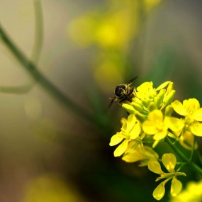 油菜花上的蜜蜂