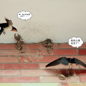 无奈的燕子