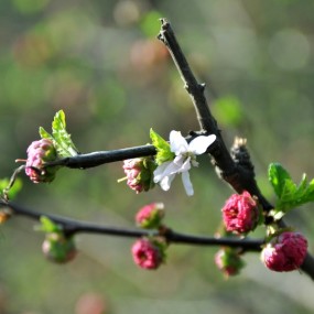 风和日丽天满晴，百花齐放迎春来
