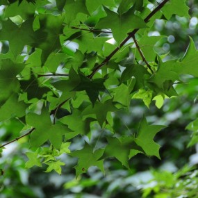 抓住夏季的尾巴，带来初夏的味道。