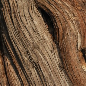 游天坛----古柏（一）