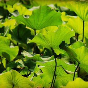 又逢荷花绽放时