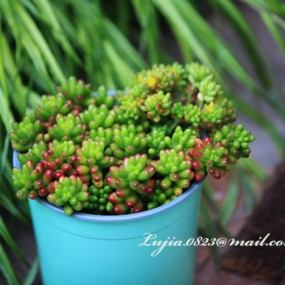 花圃庄_航海王基德