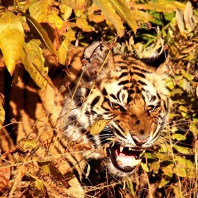 饥饿的眼神《国家地理》