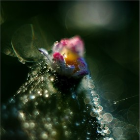 Magdalena Wasiczek精彩微矩作品 (一)