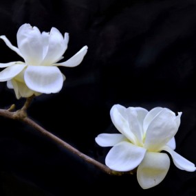 2013年西安玉兰花（植物园）2