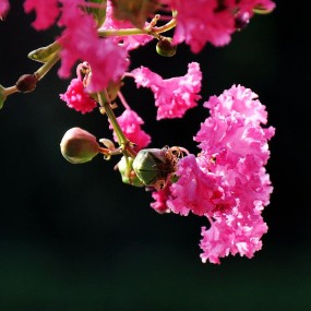 紫薇花开满堂红