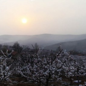 杏花开满小山村