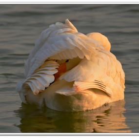 又去看天鹅（1）