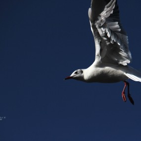 昆明滇池的红嘴鸥