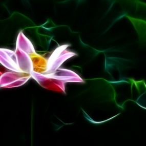 绘荷-航海王基德