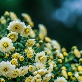 那一场繁复的花事