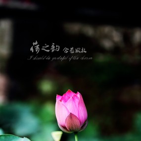 荷之韵小片