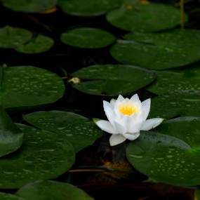 水中皇后  睡莲 二