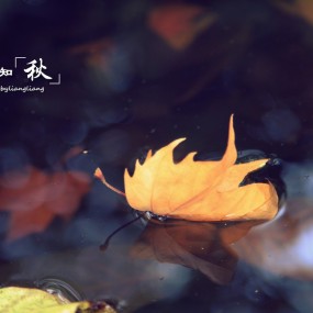 一叶知秋