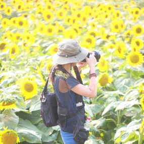~金葵花海谁最美~