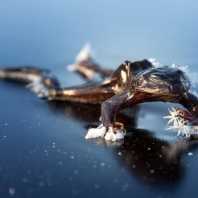 冻结的青蛙《国家地理》