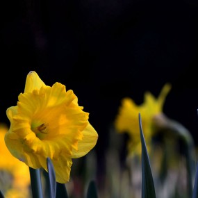 妩媚清雅----水仙花