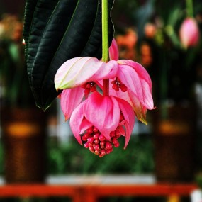 秦岭花世界拍豪华优美的花卉===宝莲灯