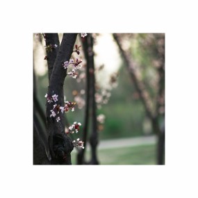 夕阳里的红叶李