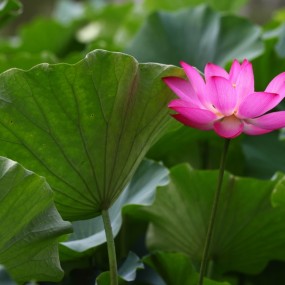 今年的丰庆荷花