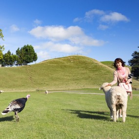 可爱的新西兰羊驼