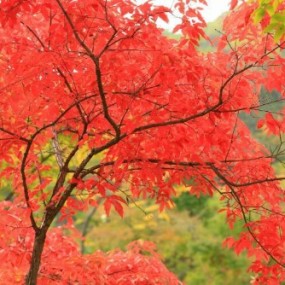 白山红叶映秋浓