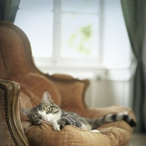 猫咪和景物构造出的世界