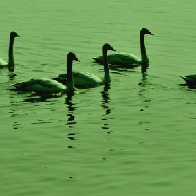 美的音符——天鹅图片