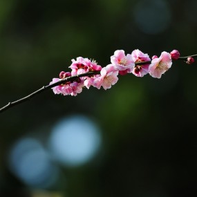 又是一年梅花开！