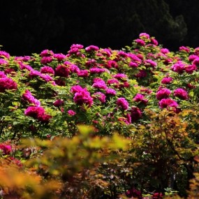 牡丹花开动“京城”