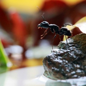 小蚂蚁--航海王基德